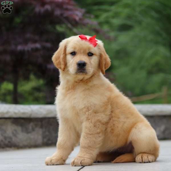 Olivia, Golden Retriever Puppy
